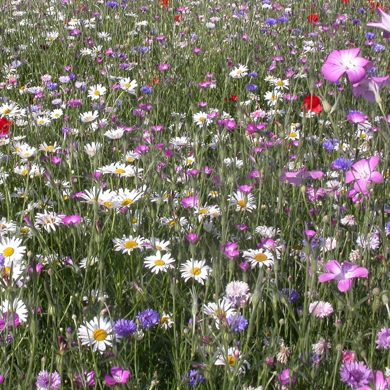 Feldblumenmischung