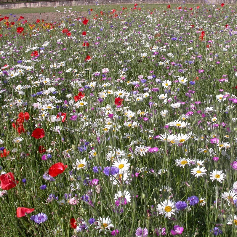Feldblumenmischung