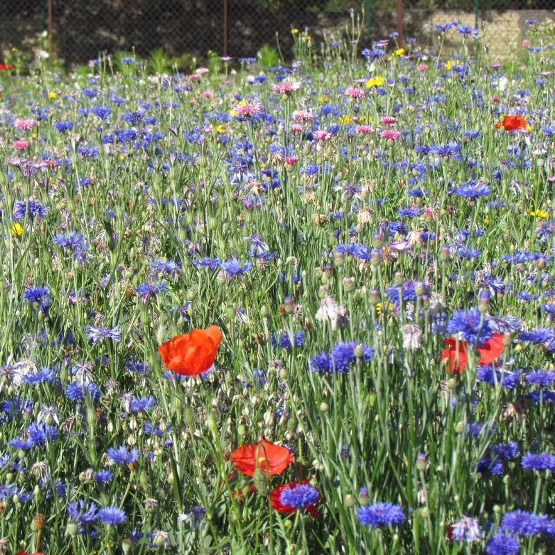 Feldblumenmischung