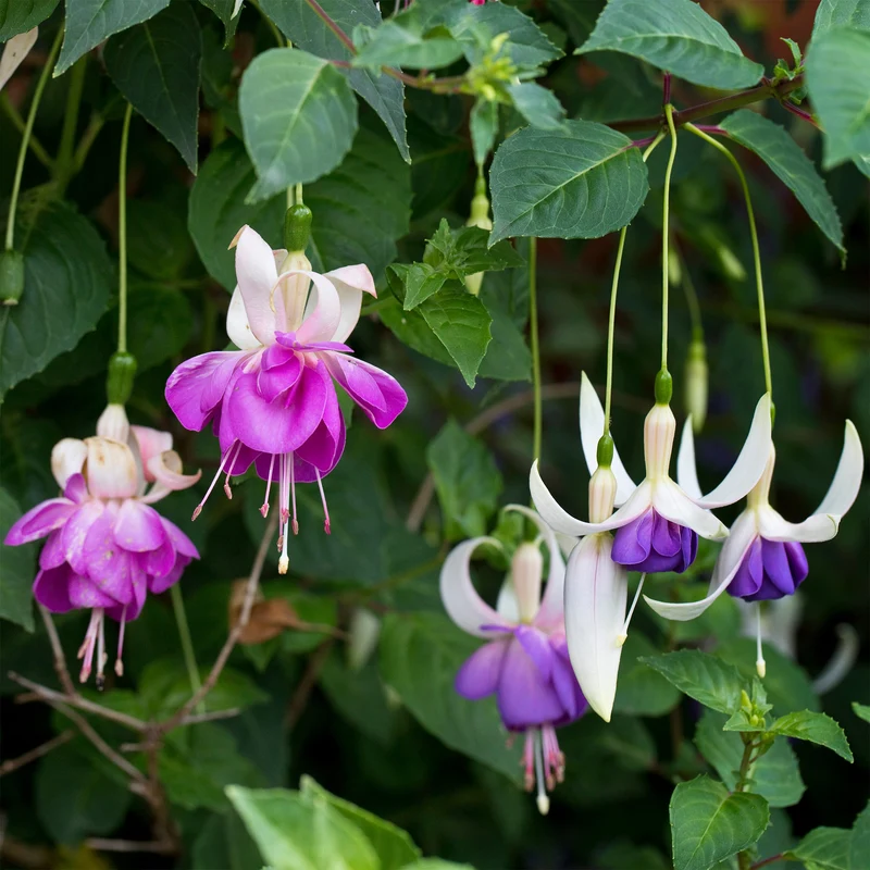 Fuchsie Blue Sarah (x3)