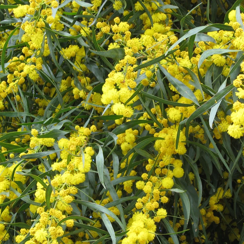 Vier-Jahreszeiten-Mimose