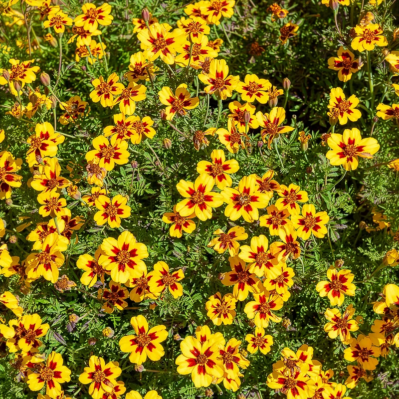 Studentenblume ‘Naughty Marietta’