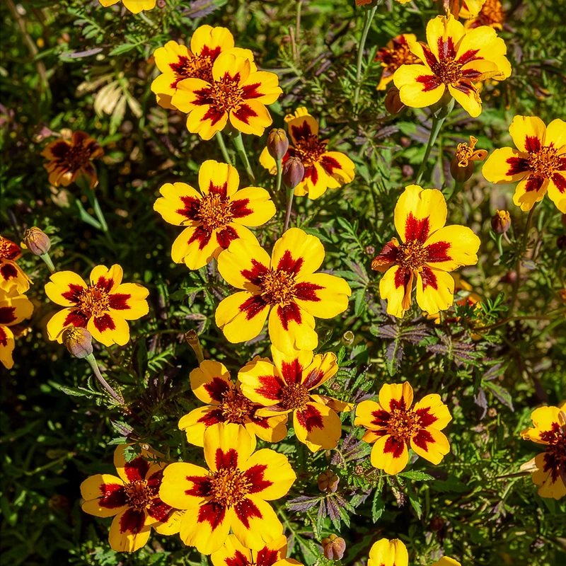 Studentenblume ‘Naughty Marietta’