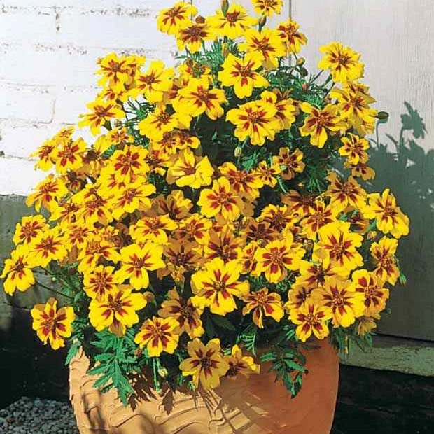Studentenblume ‘Naughty Marietta’