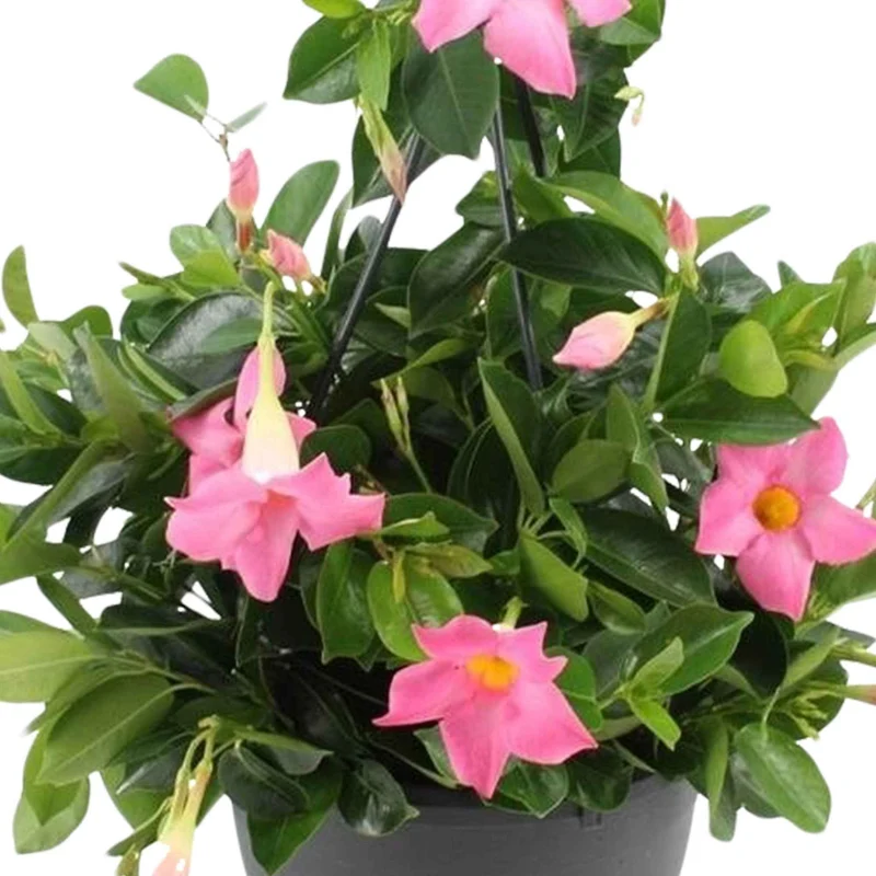Dipladenia rosa