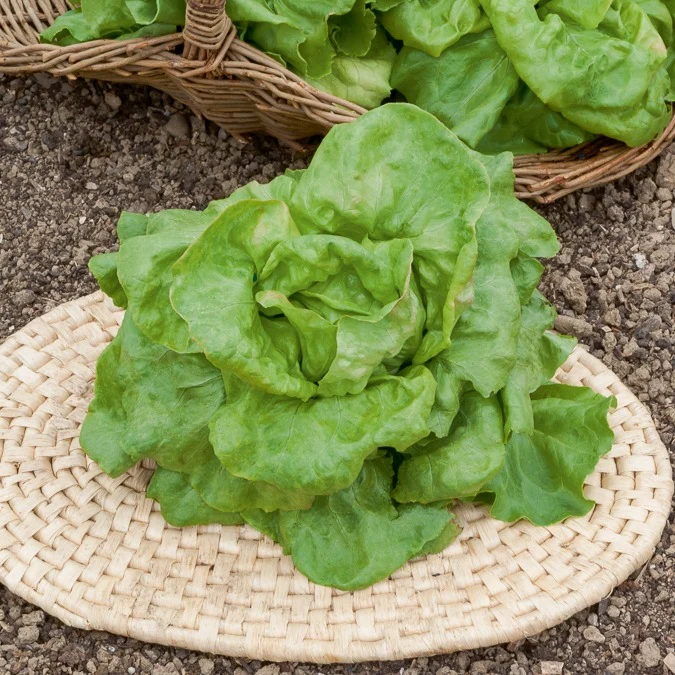 Kopfsalat ‘Du Bon Jardinier’