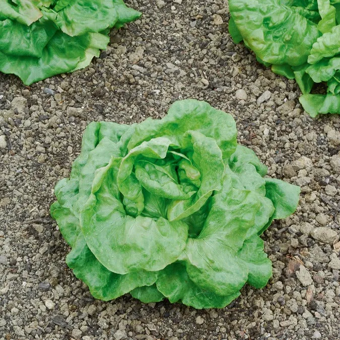 Kopfsalat ‘Du Bon Jardinier’