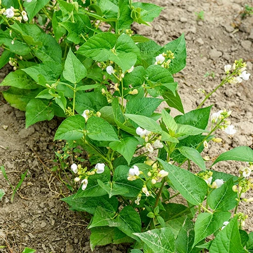 Buschbohne, mangetout ‘Braimar’