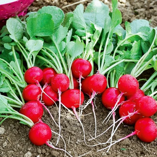Radieschen ‘Cerise’