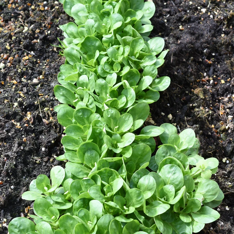 Feldsalat Dunkelgrüner Vollherziger 2