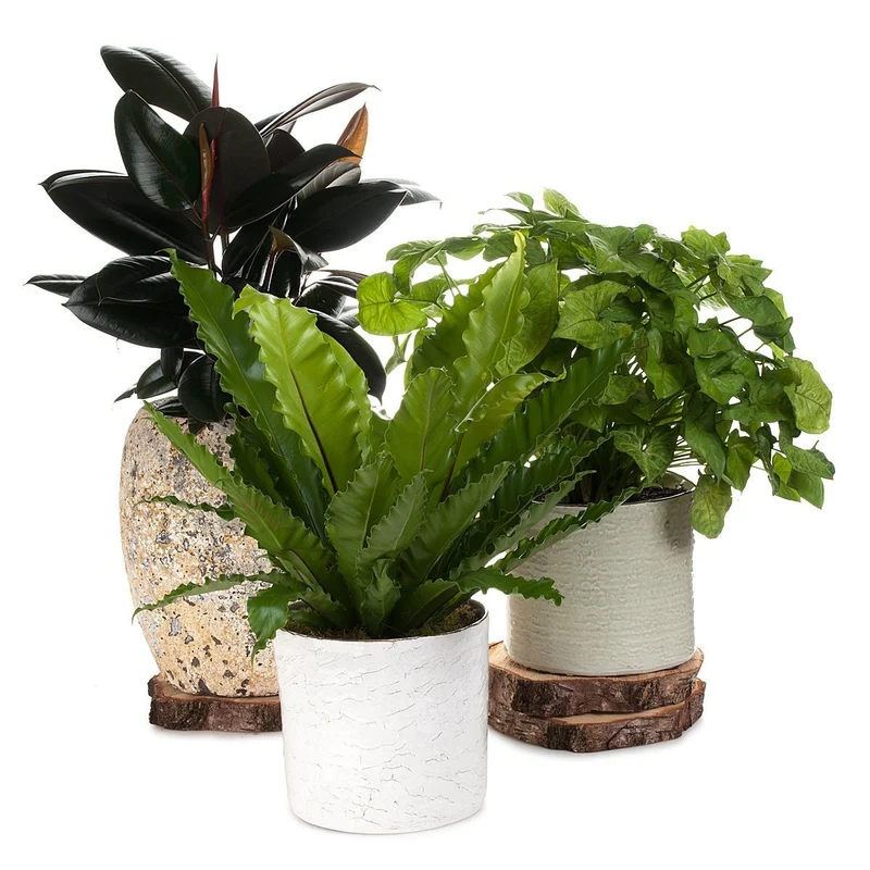 Birdsnest Beauty Planter
