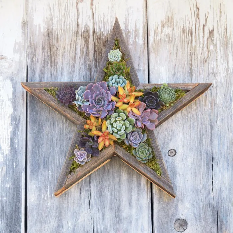 Succulent Star Redwood Kit