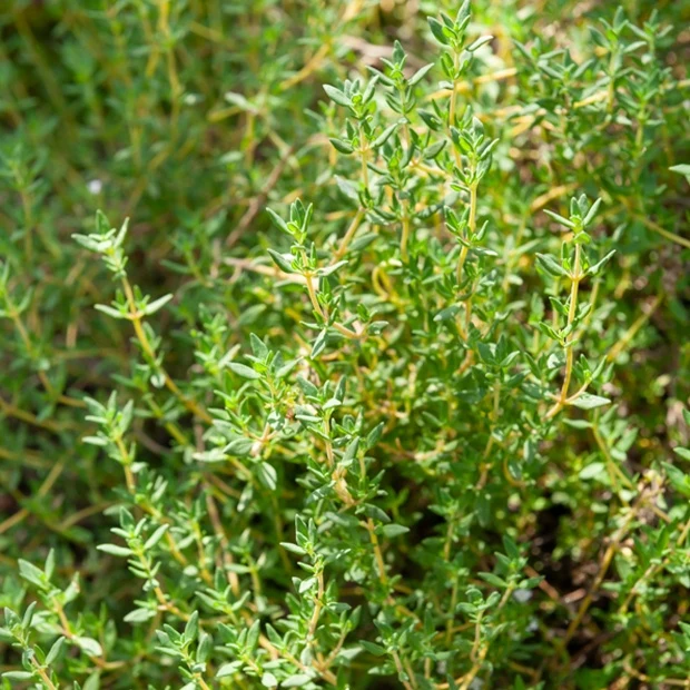 Thymian