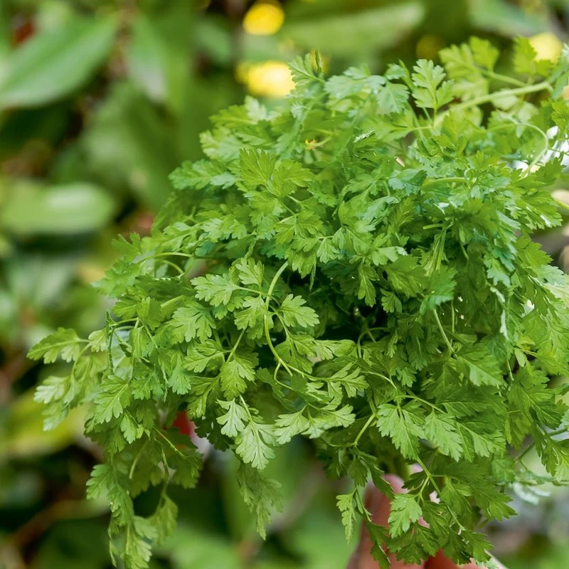 Gartenkerbel