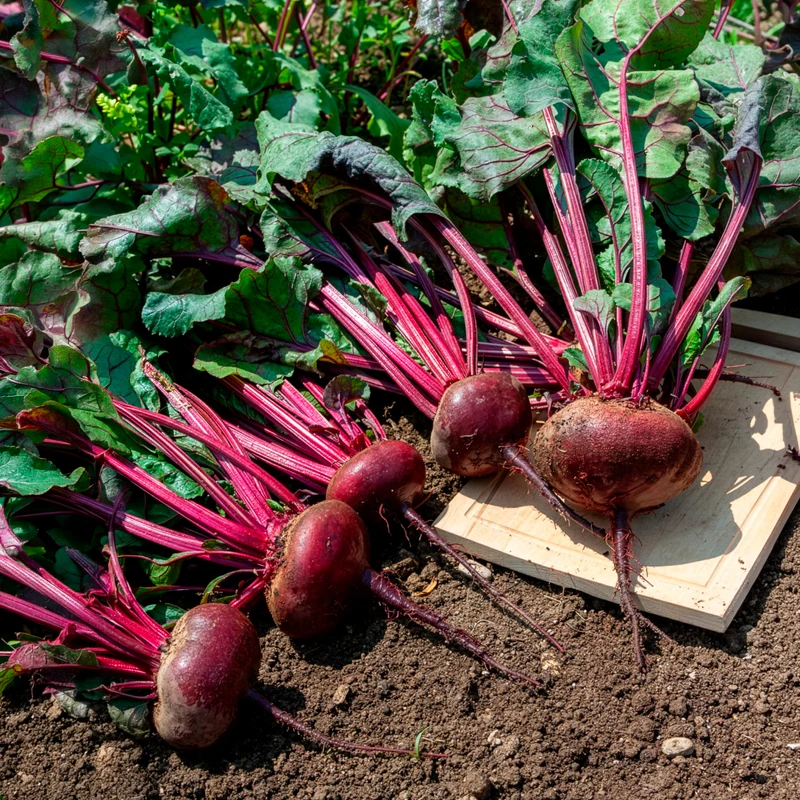 Bio-Rote Bete ‘D’Égypte’