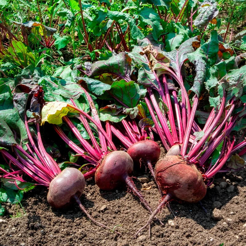 Bio-Rote Bete ‘D’Égypte’