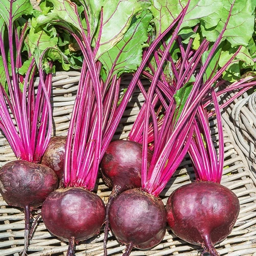 Rote Bete ‘Detroit 2’