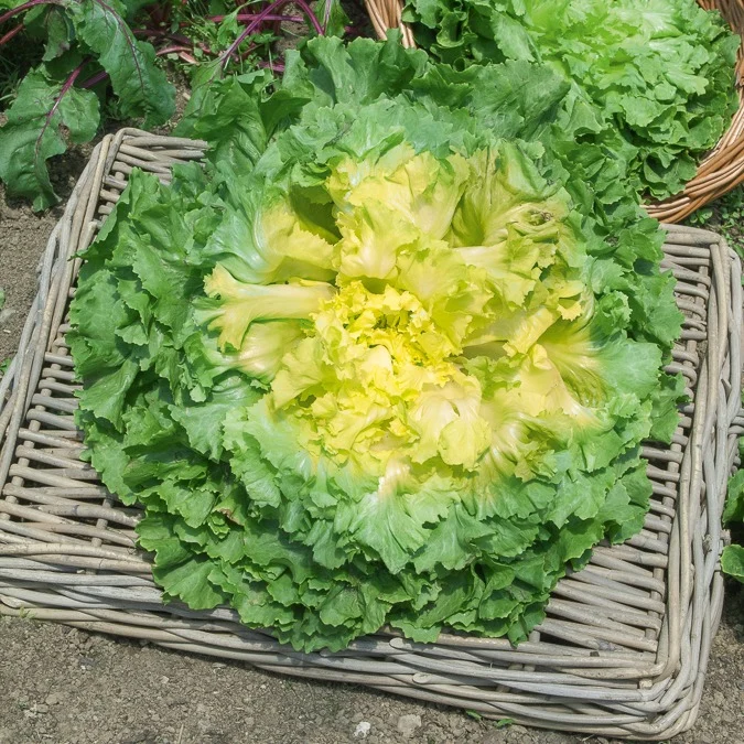 Endiviensalat ‘Geante Maraichere’