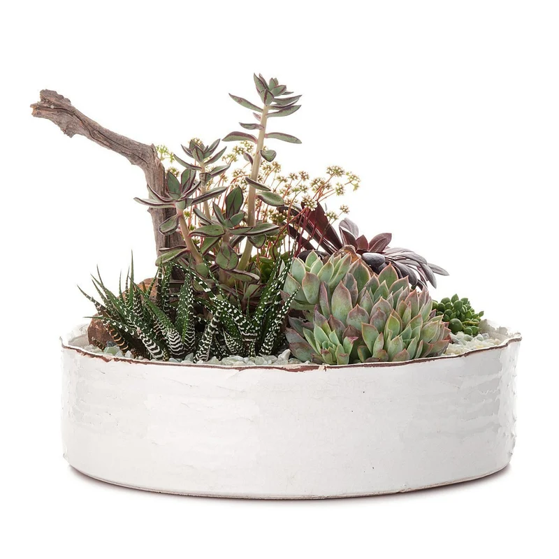 Dramatic Desertscape Dish Planter