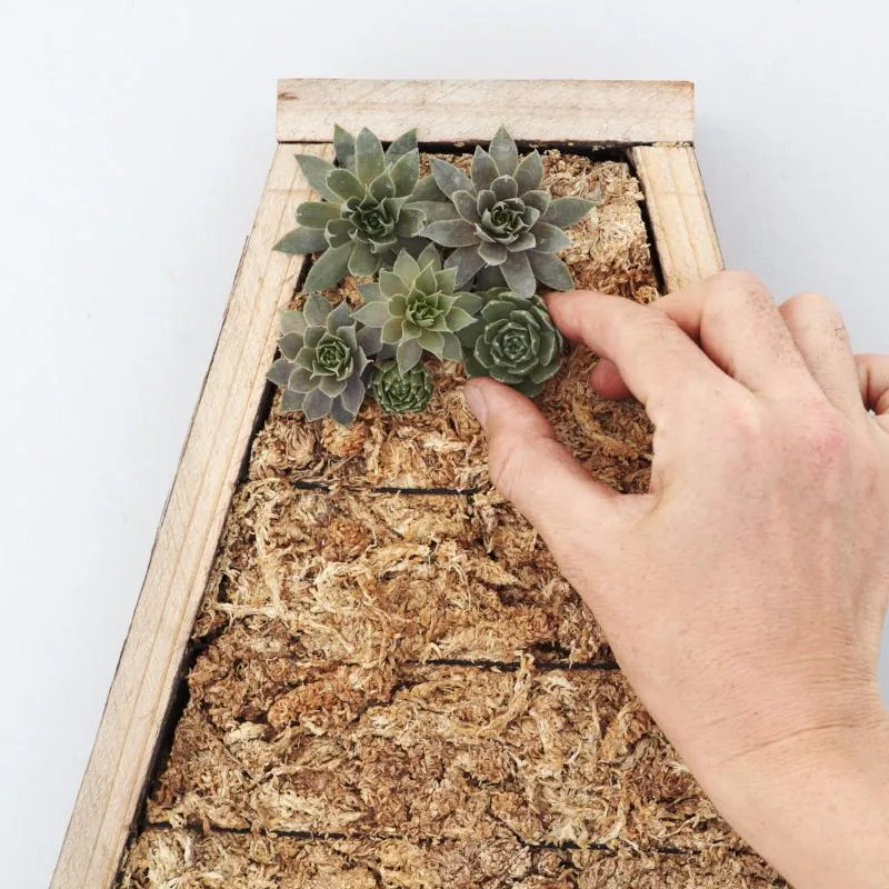 Large Letter Redwood Kit