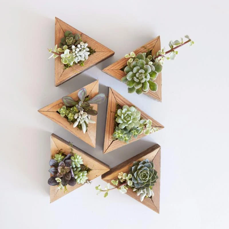 Succulent Triangle Planter Kit