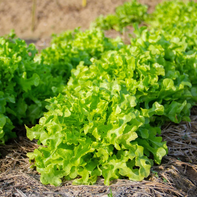 Pflücksalat-Kollektion