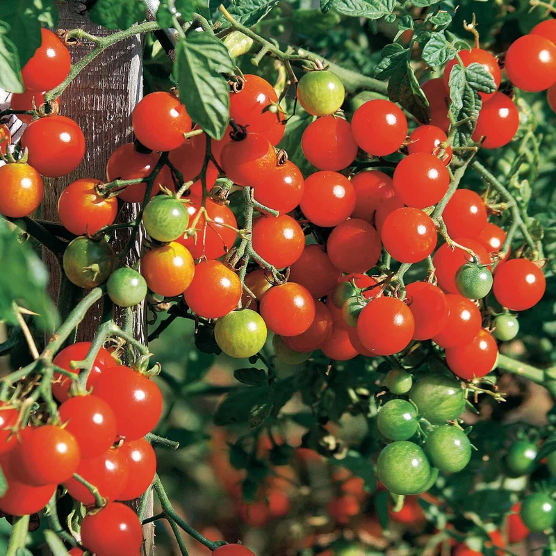 Kirschtomate Sweet Baby