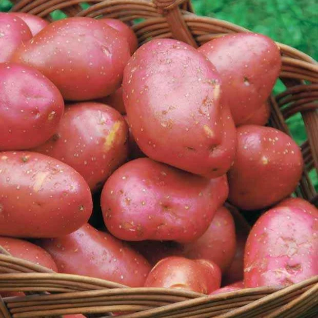 Kartoffel ‘Rouge des Flandres’ (x10)