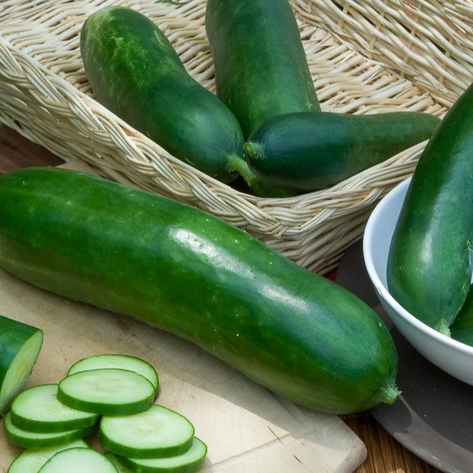 Salatgurke ‘Vert long maraîcher’