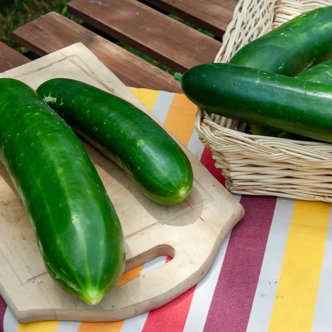 Salatgurke ‘Vert long maraîcher’