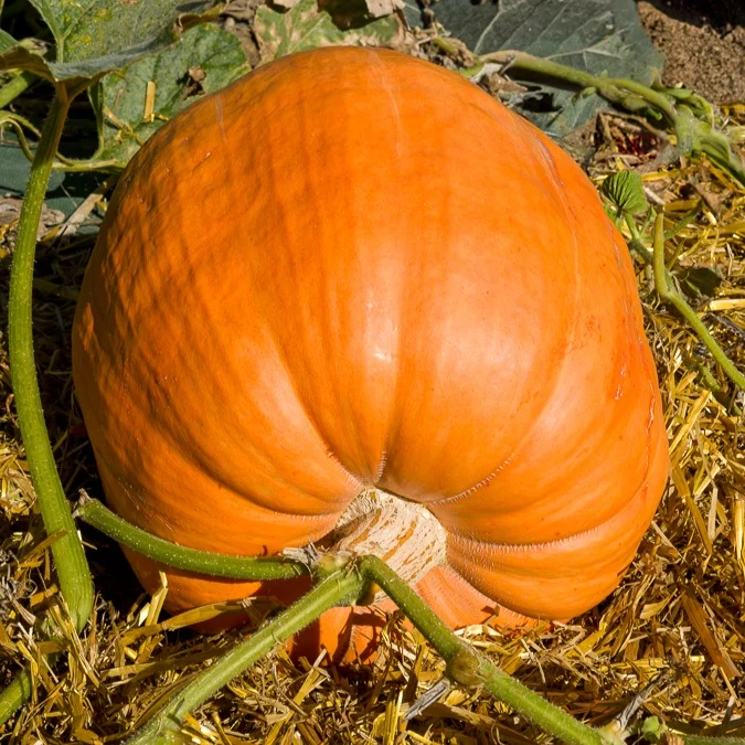 Kürbis Atlantic Giant