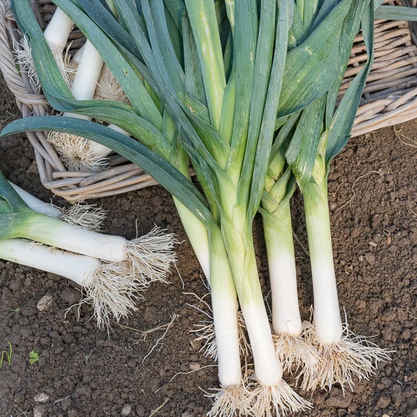 Porree ‘Bleu de Solaise’