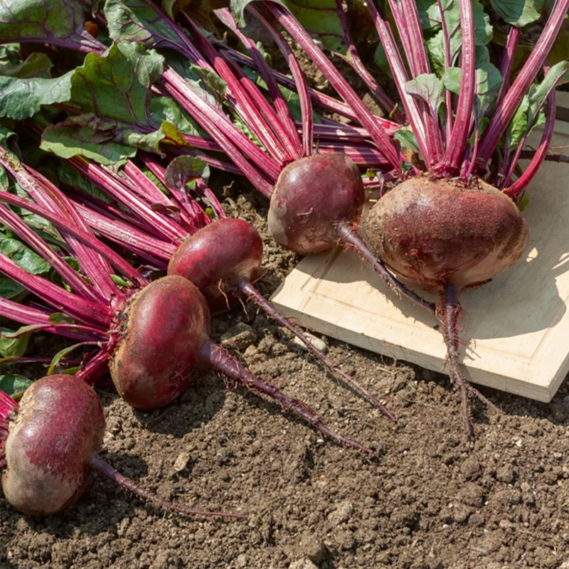 Rote Bete 'Ägyptische Plattrunde'