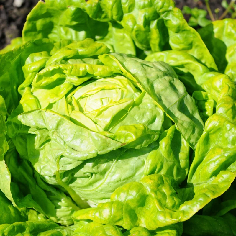 Kopfsalat Winterwunder