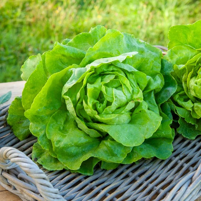 Kopfsalat Appia