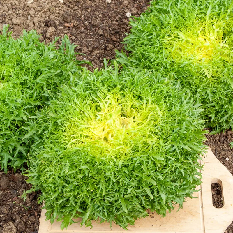 Friséesalat ‘Fine de Louviers’