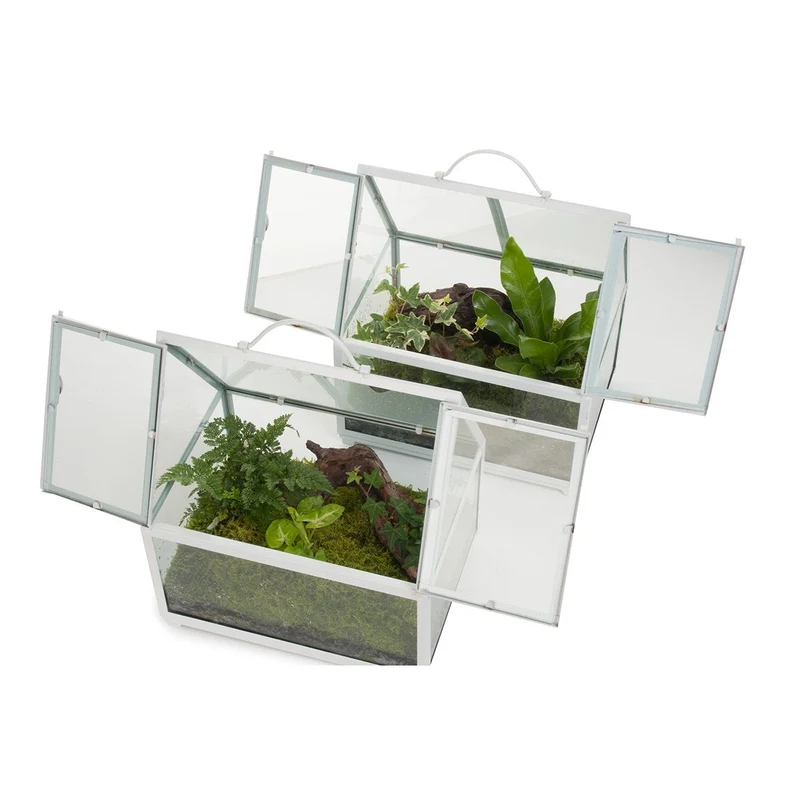 Rainforest Glasshouse Terrarium