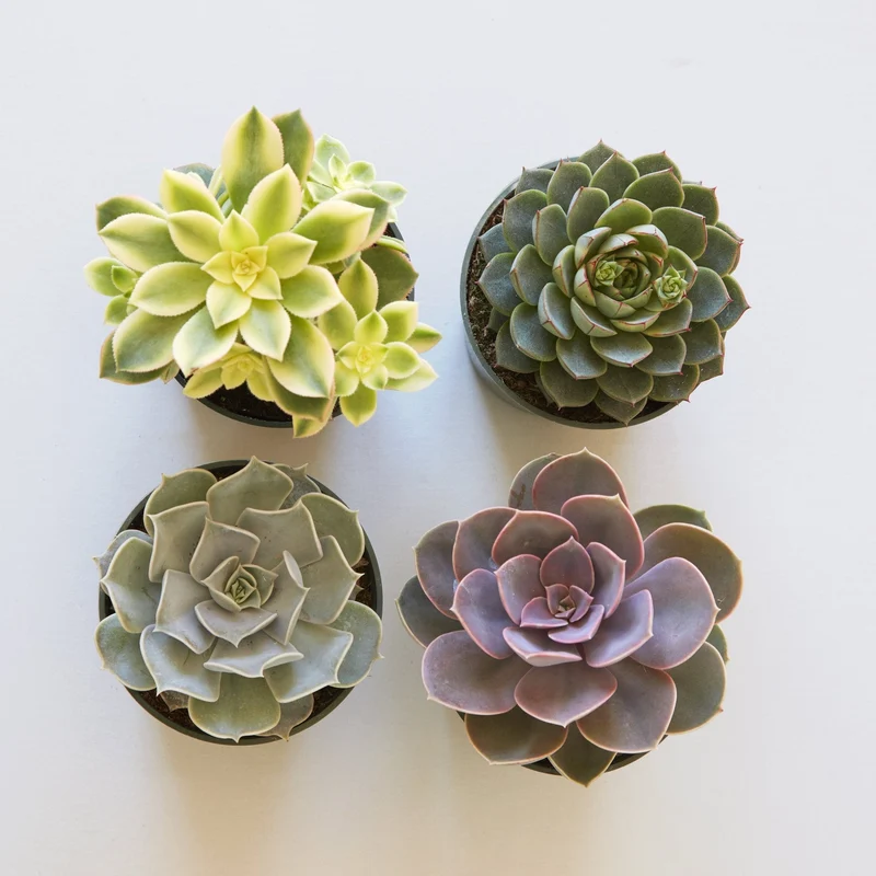 Assorted Medium Indoor Succulents