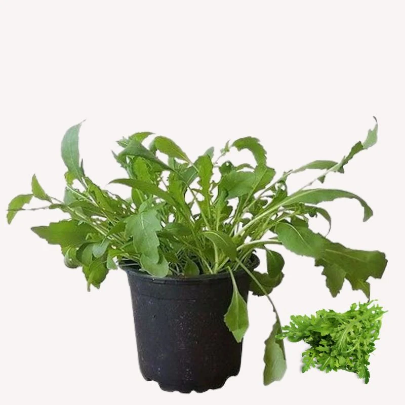 Wilde Rauke (Rucola)
