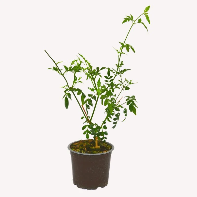 Chinesischer Tee-Jasmin