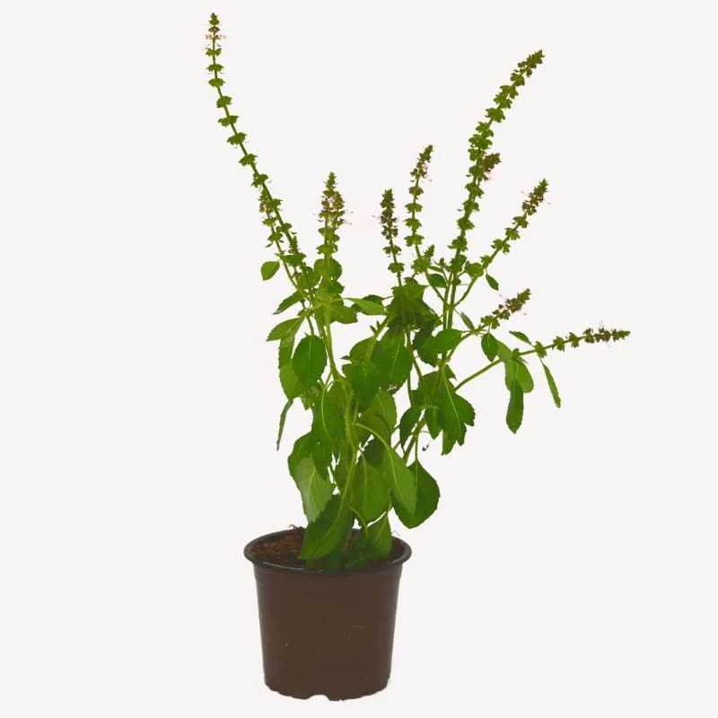 Heiliges Basilikum (Tulsi)