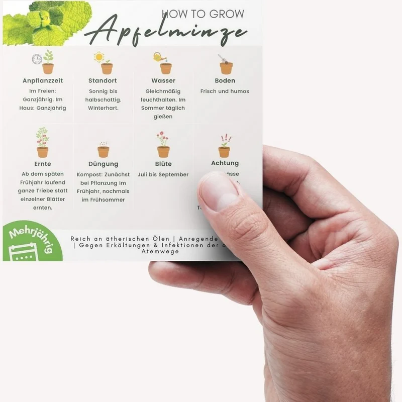 Apfelminze