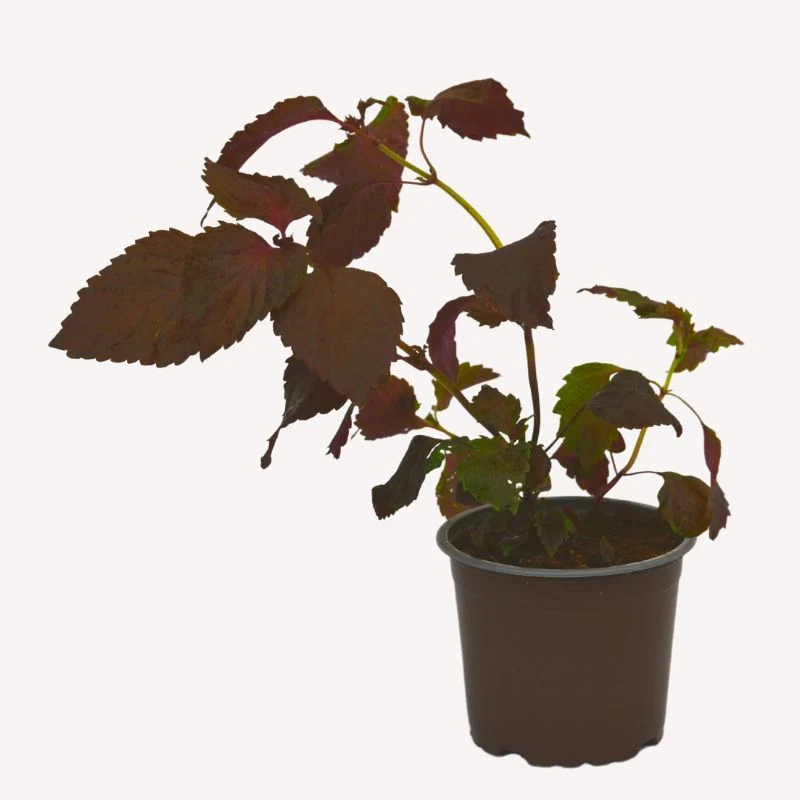 Purpur-Perilla