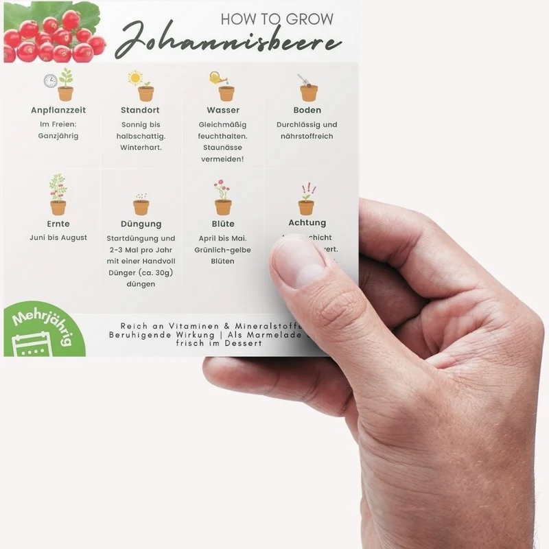 Johannisbeere