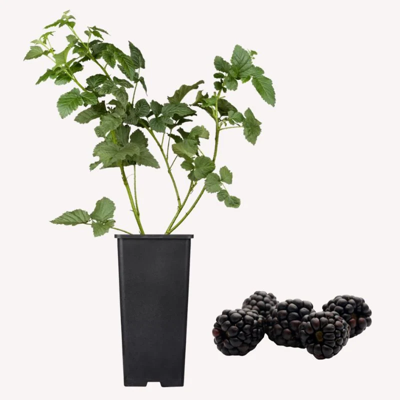 Brombeere