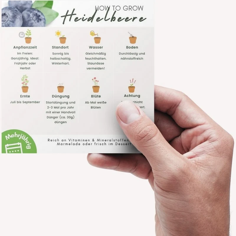 Heidelbeere