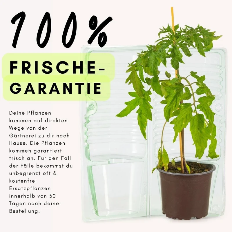 Heidelbeere