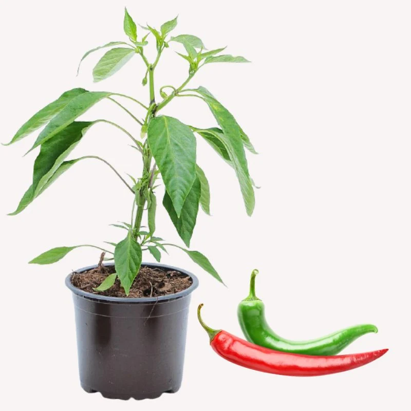 Riesen-Peperoni