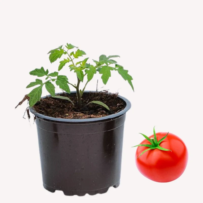 Balkon-Tomate