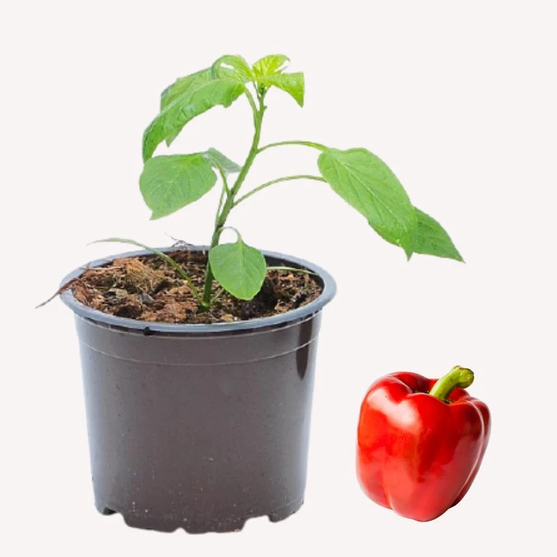 Snack-Paprika